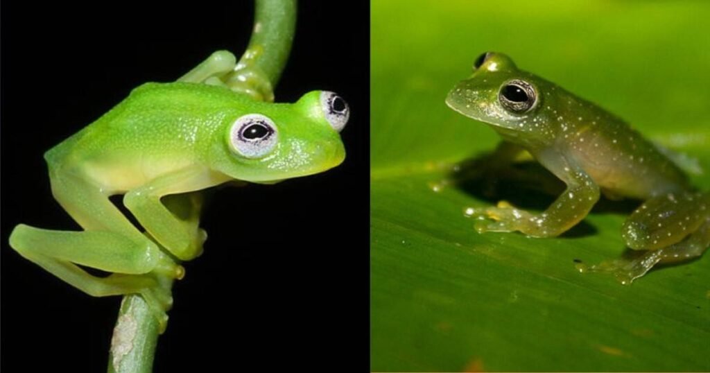 Glass Frog – 150 से अधिक प्रजातियाँ और पारिस्थितिकी तंत्र में भूमिका