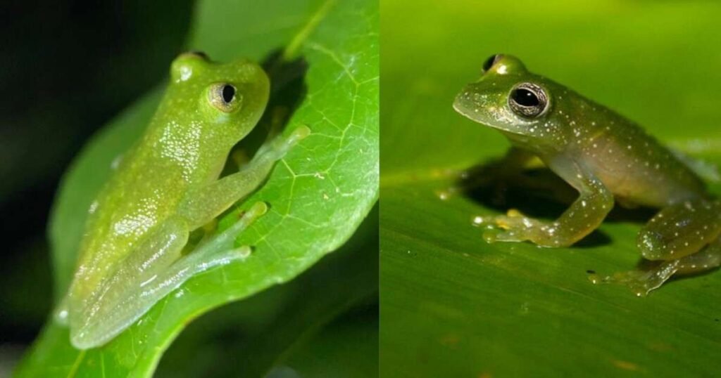 Glass Frog – 150 से अधिक प्रजातियाँ और पारिस्थितिकी तंत्र में भूमिका