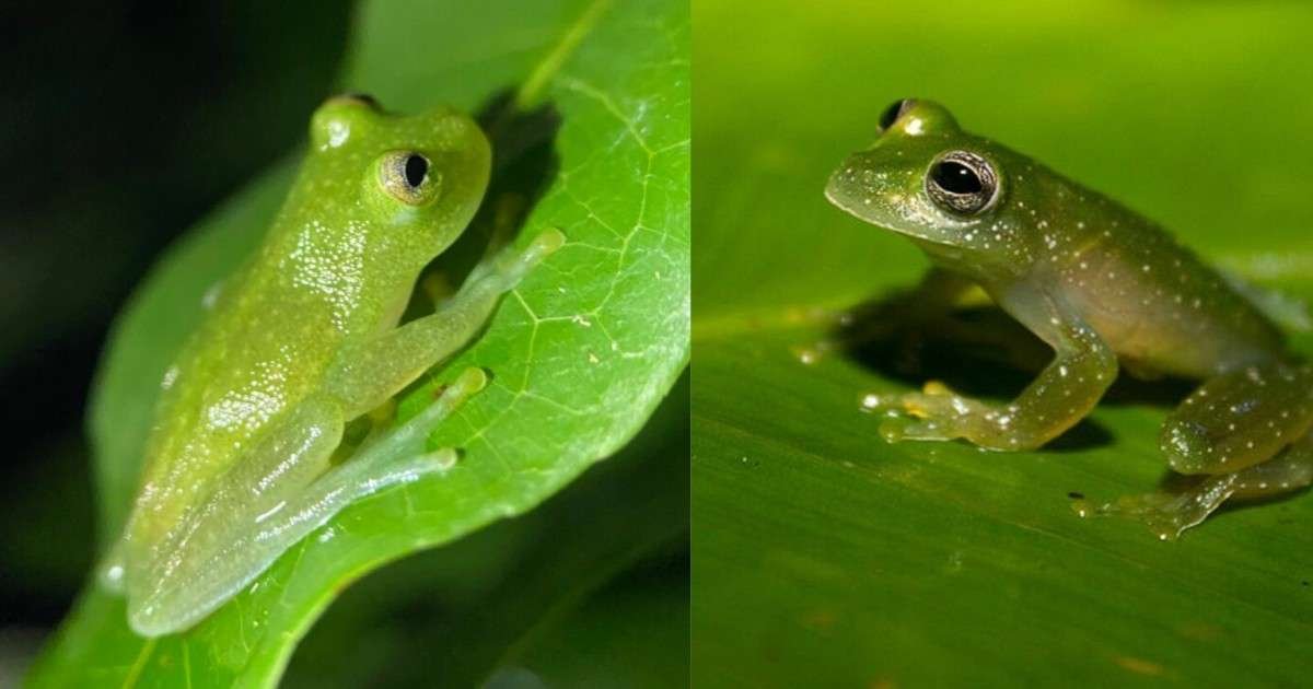 Glass Frog – 150 से अधिक प्रजातियाँ और पारिस्थितिकी तंत्र में भूमिका