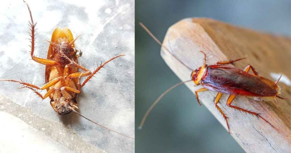 Cockroach सिर कटने पर भी 7–10 दिन कैसे जीता है?