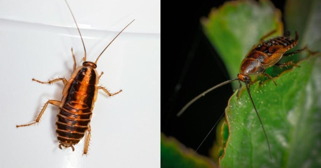 Cockroach सिर कटने पर भी 7–10 दिन कैसे जीता है?