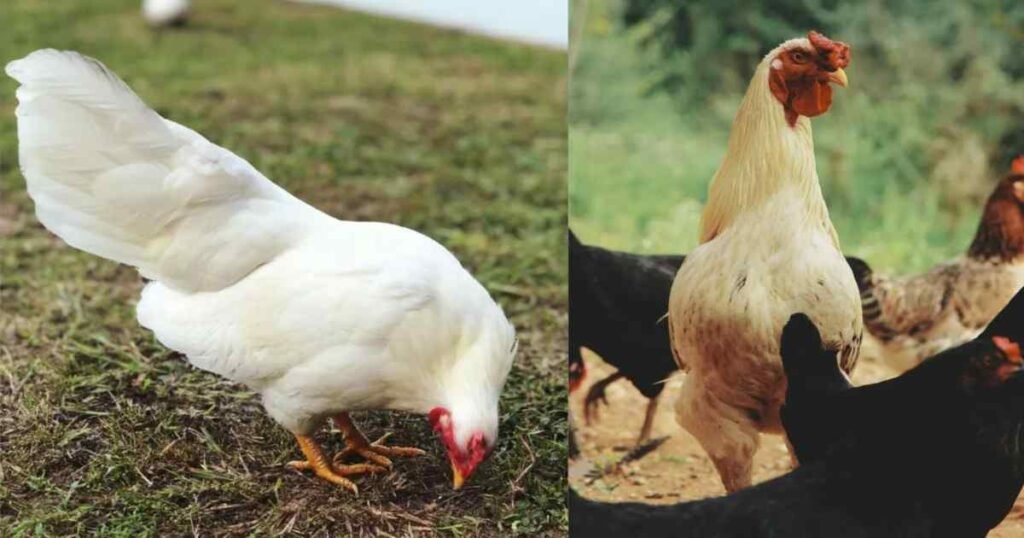 Chicken Mike: विज्ञान को चौंका देने वाला सबसे अनोखा सर्वाइवल रिकॉर्ड