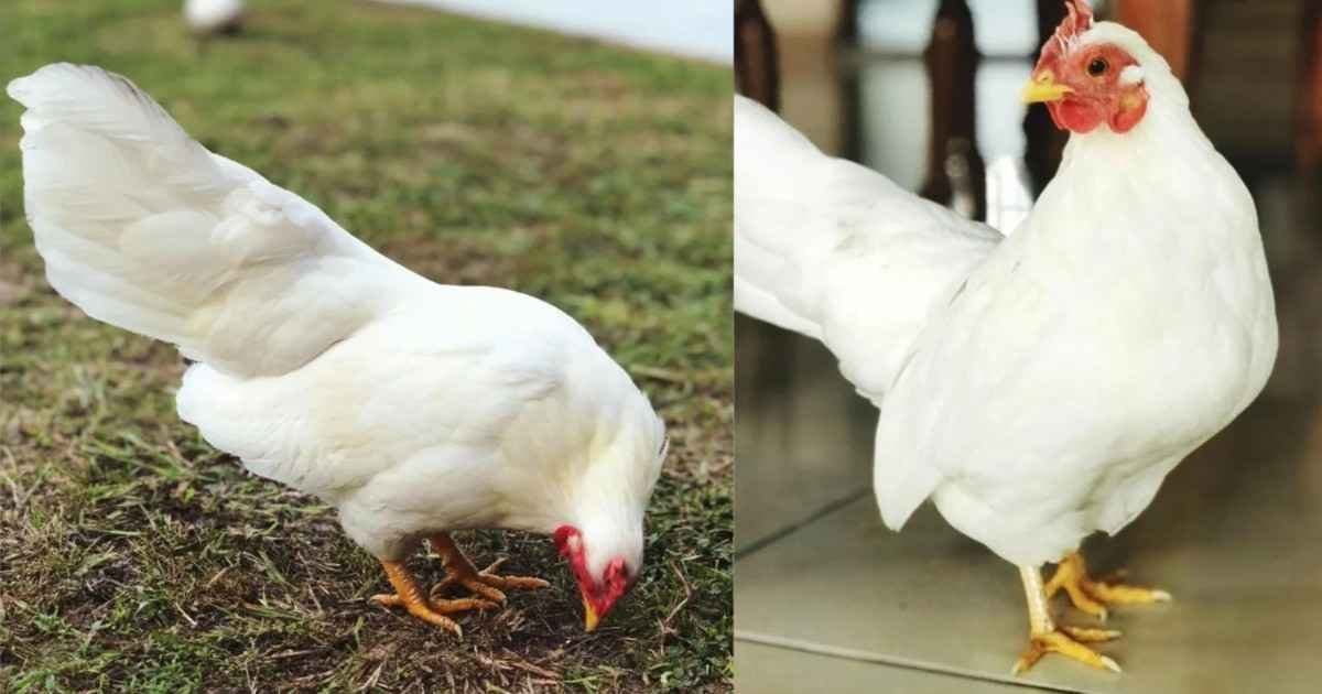 Chicken Mike: विज्ञान को चौंका देने वाला सबसे अनोखा सर्वाइवल रिकॉर्ड