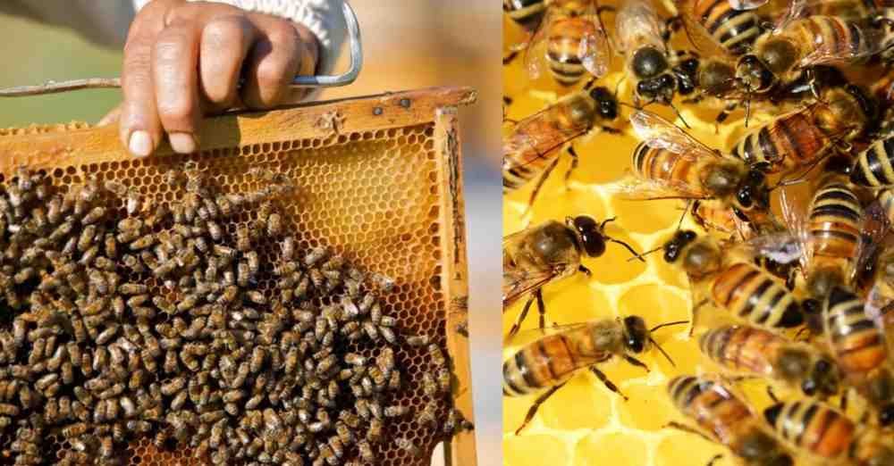 स्वीट रेवोल्यूशन- किसानों की आय दोगुनी करने वाली मधु क्रांति कैसे काम करती है?